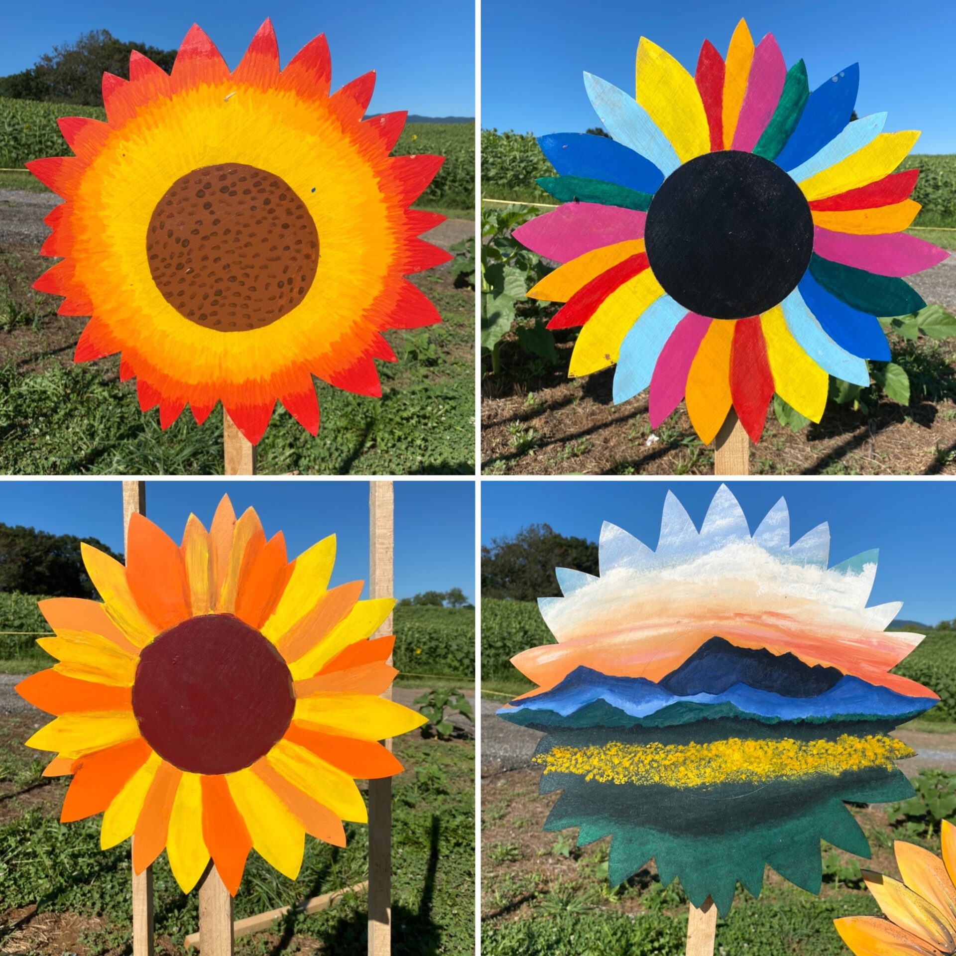 sunflower painting